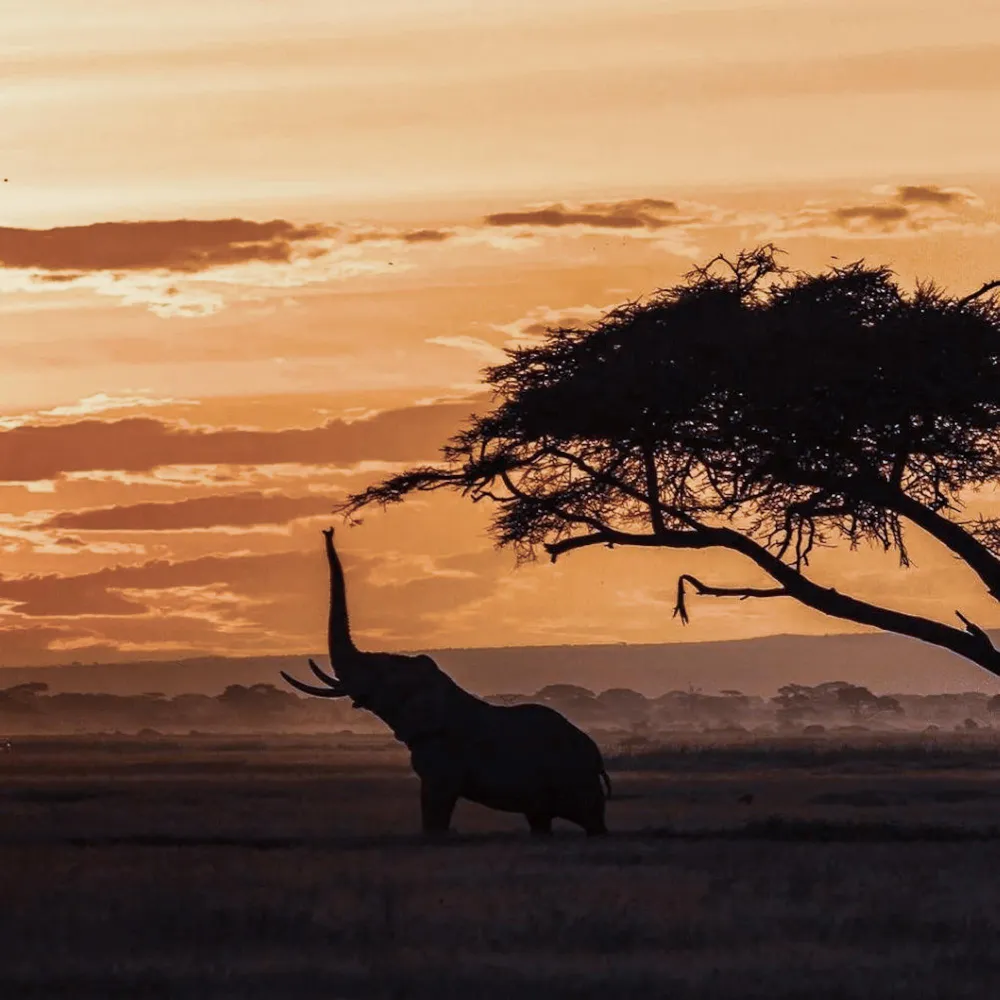 Kruger wildlife