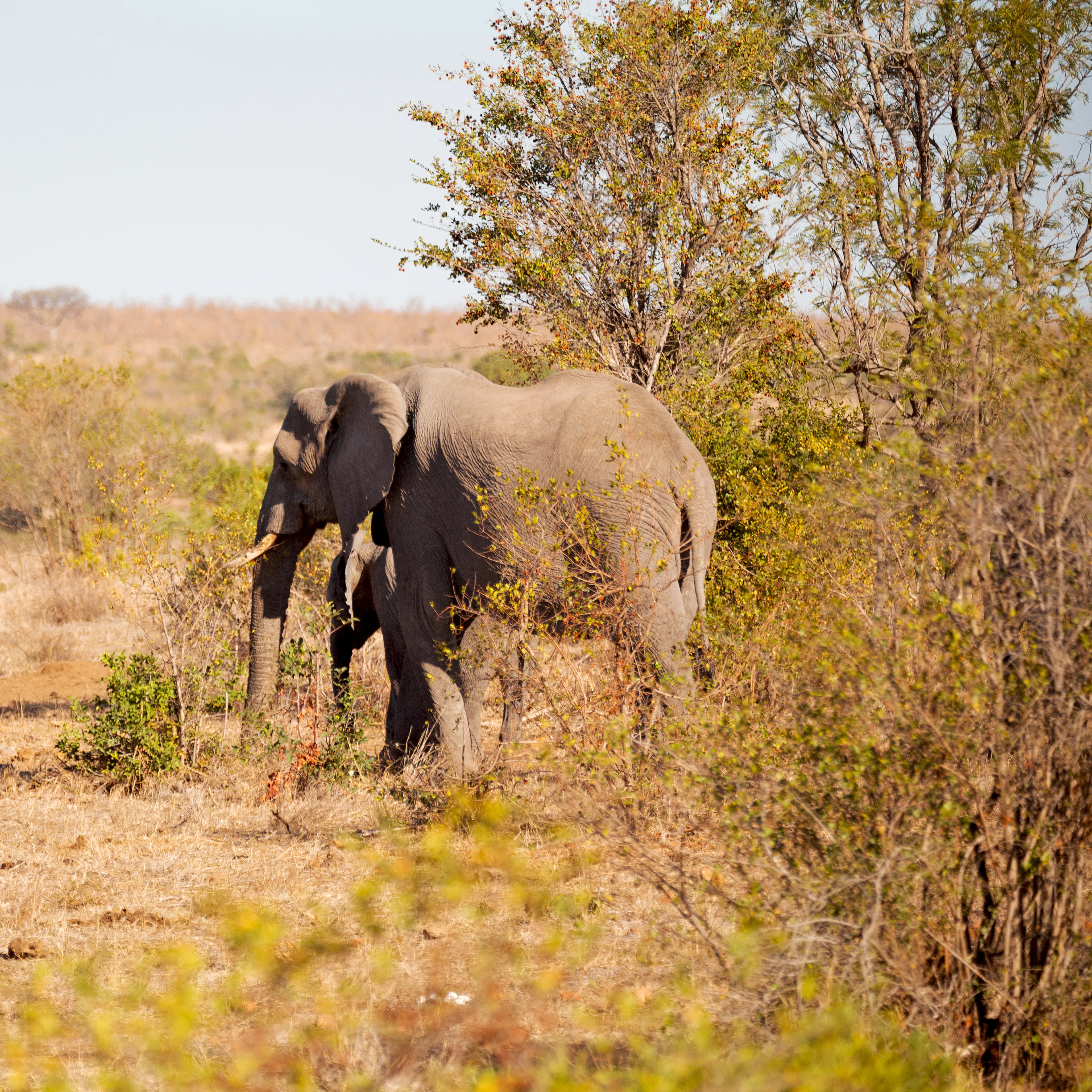 Kruger Safari Photo 2