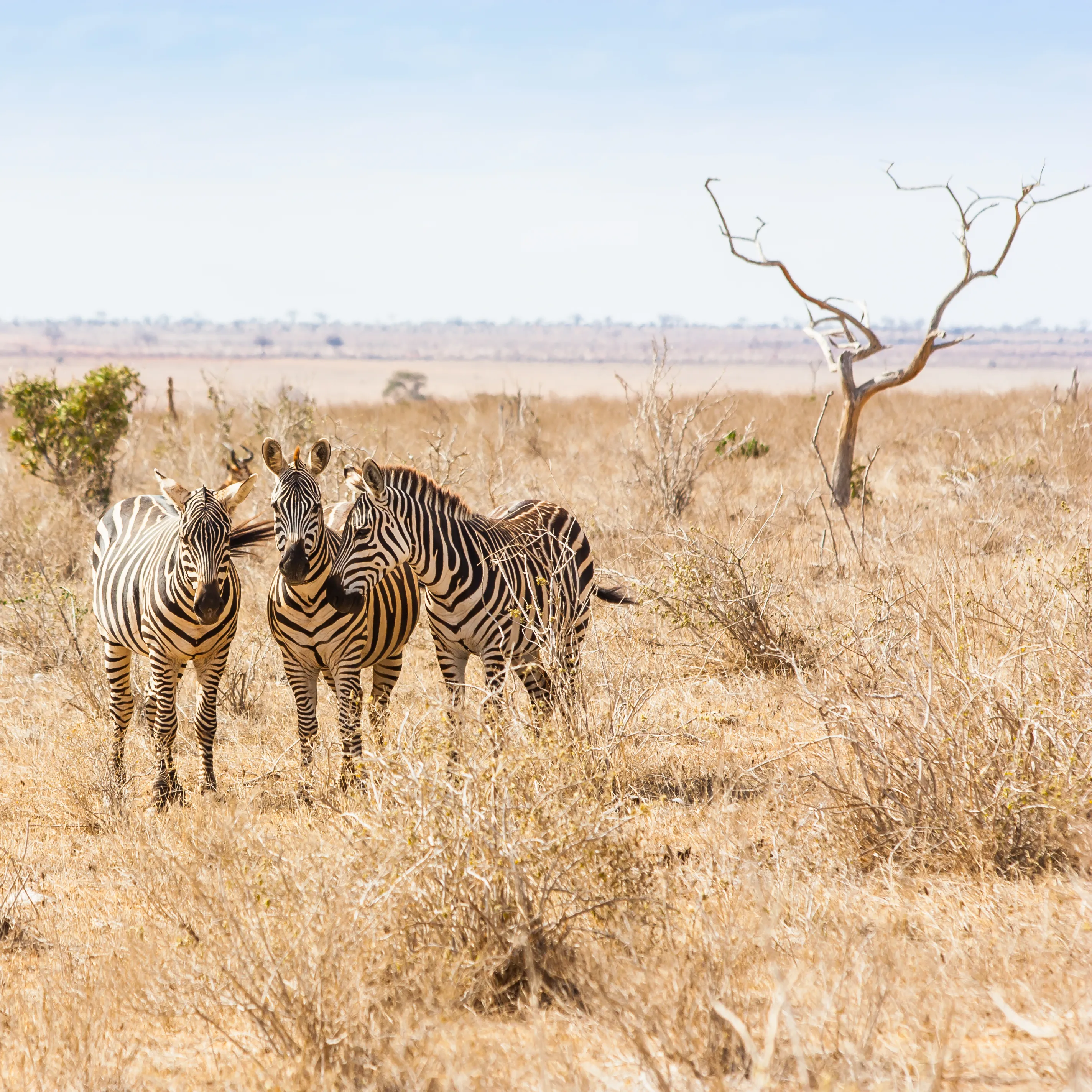 Kruger Safari Photo 4