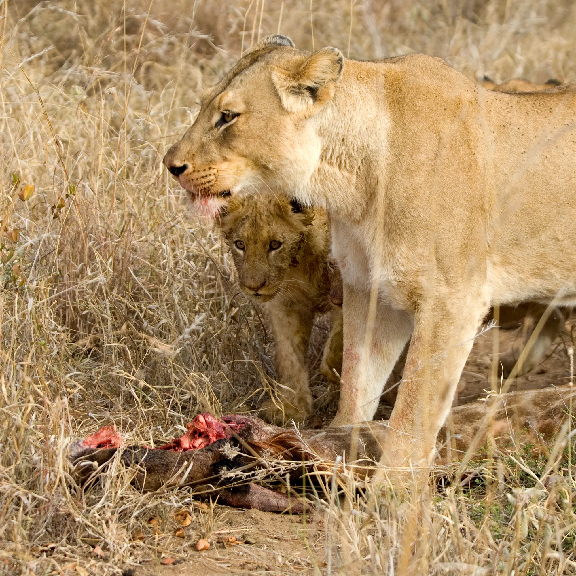 Kruger Safari Photo 6